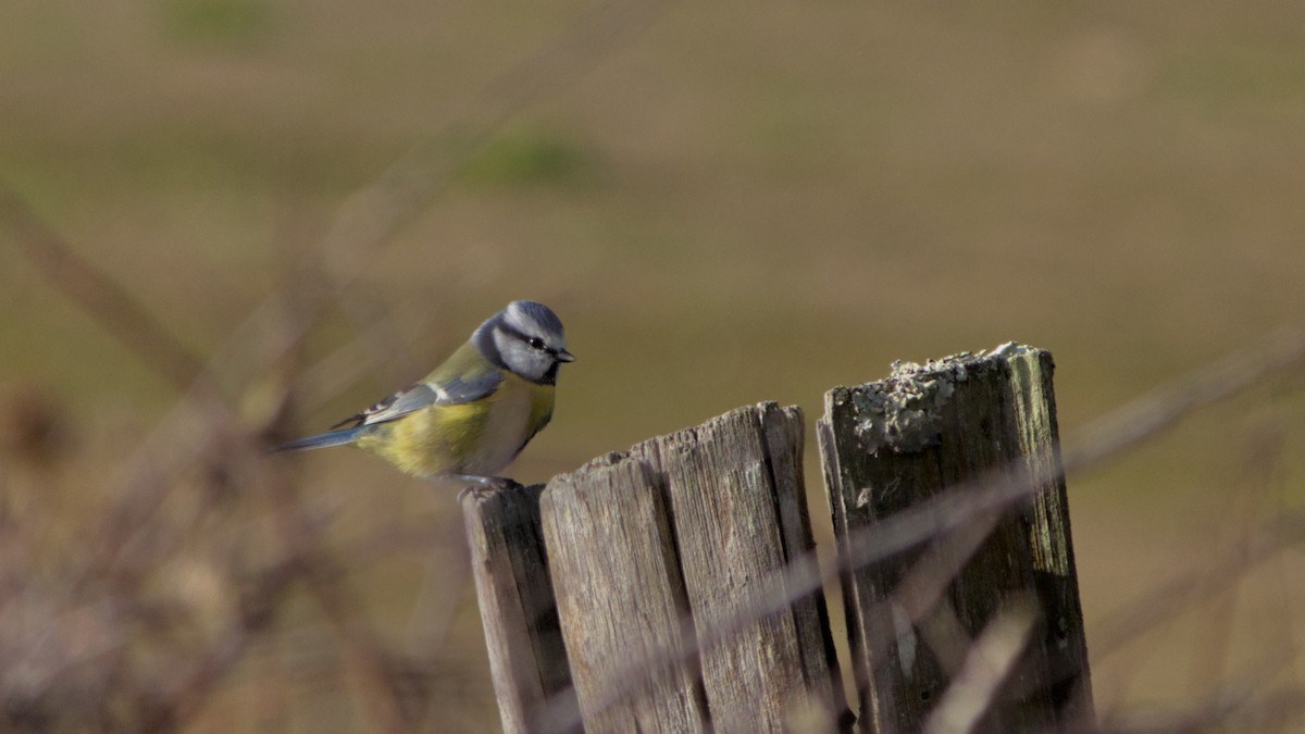 sýkora modřinka - ML644759366