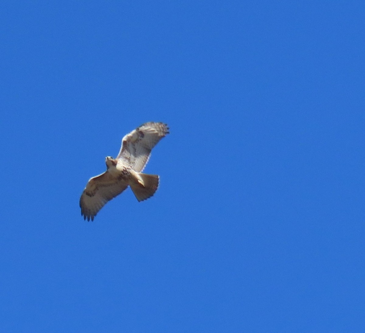 káně rudochvostá - ML644759367