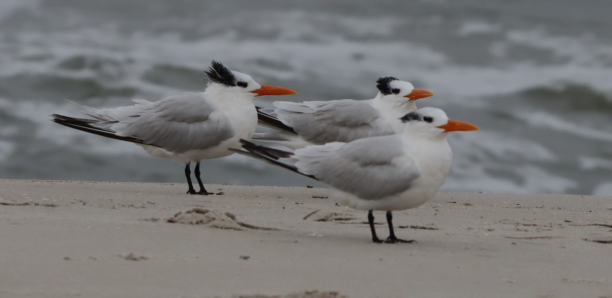 rybák královský - ML644759368