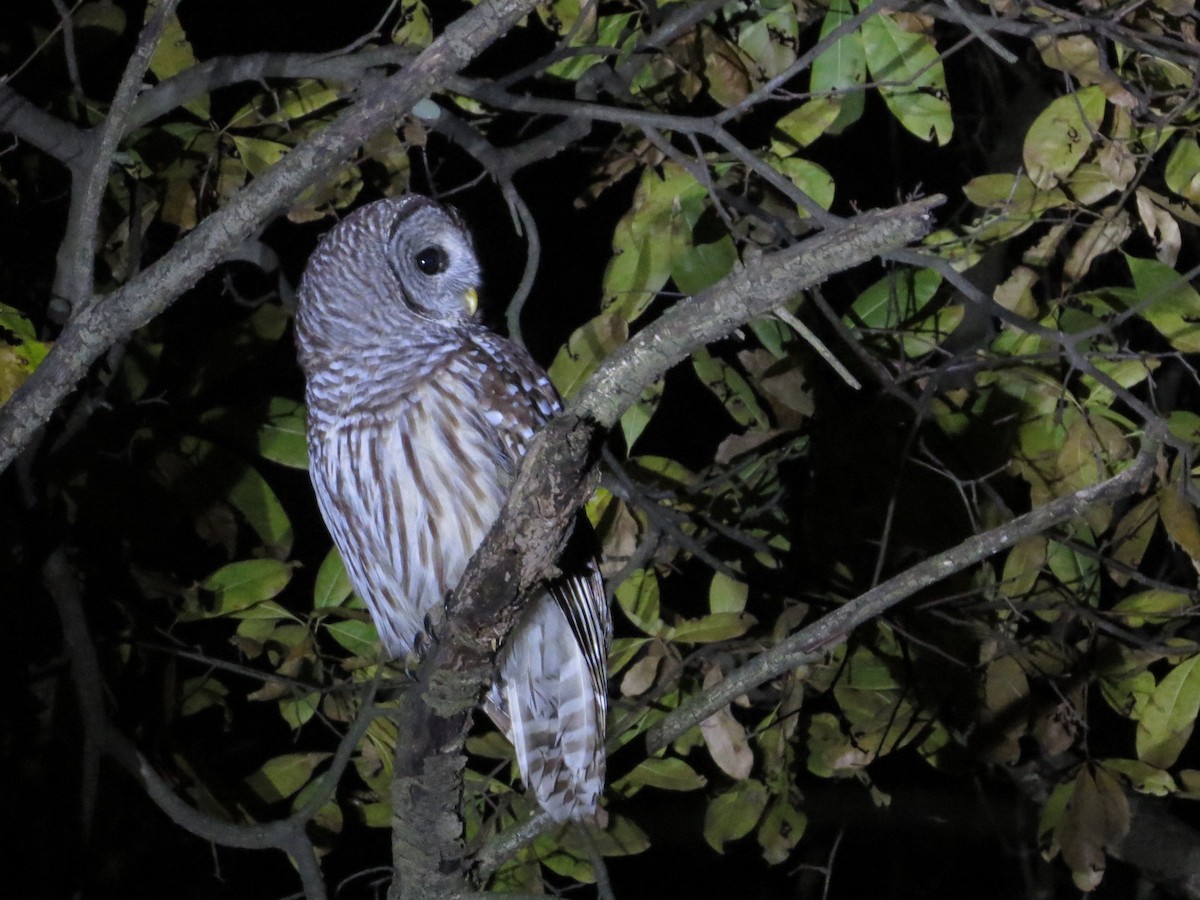 puštík proužkovaný - ML644759369