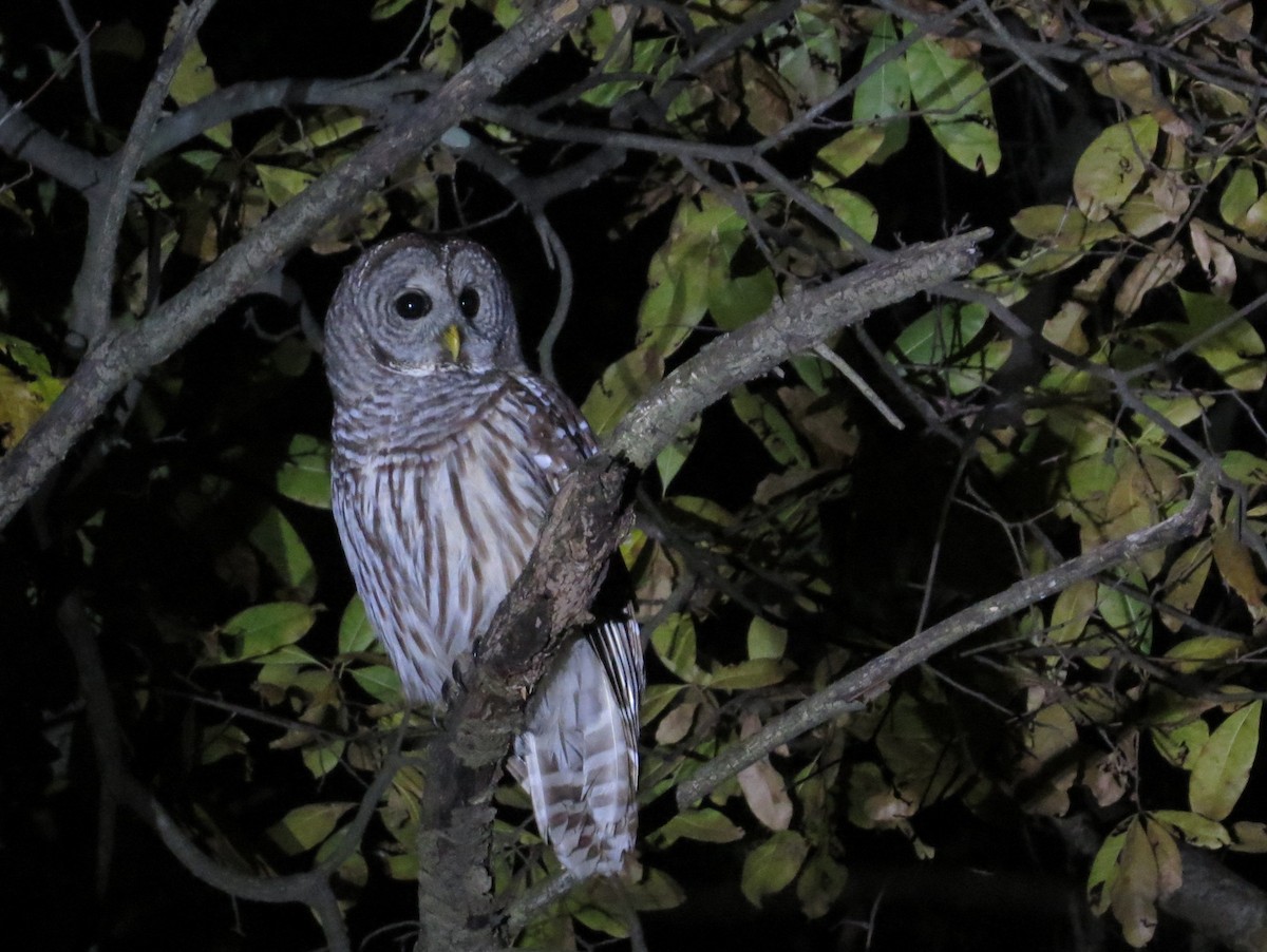 puštík proužkovaný - ML644759370