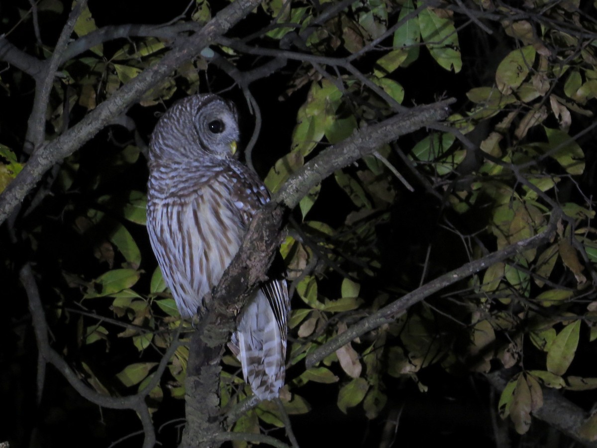 puštík proužkovaný - ML644759371