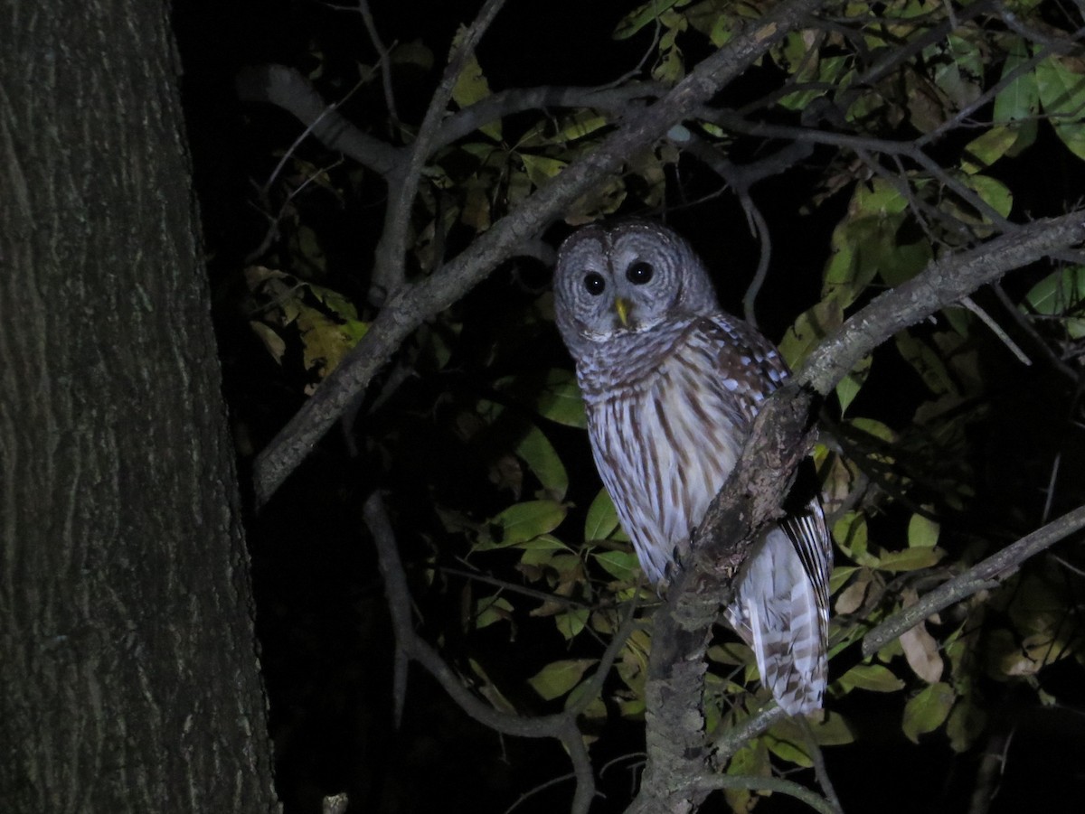 puštík proužkovaný - ML644759372