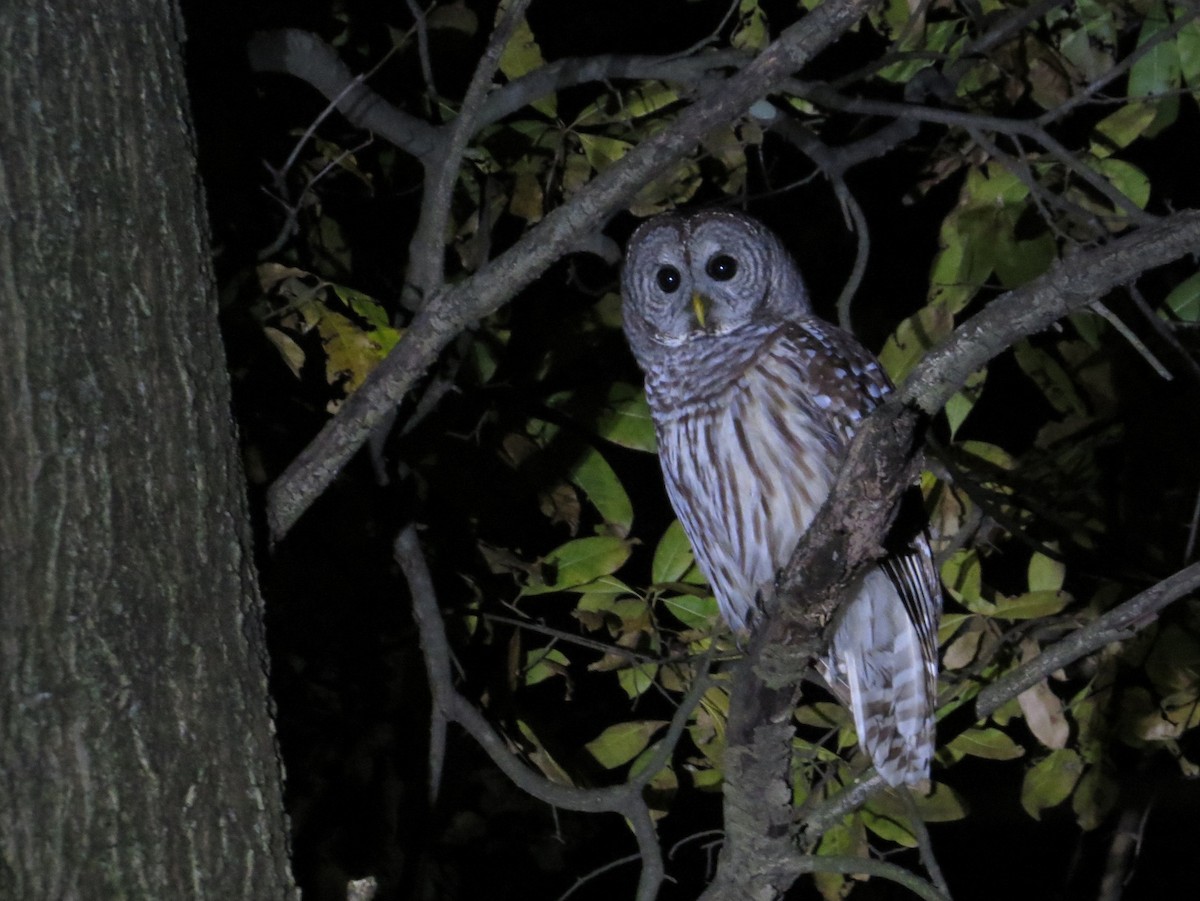 puštík proužkovaný - ML644759373