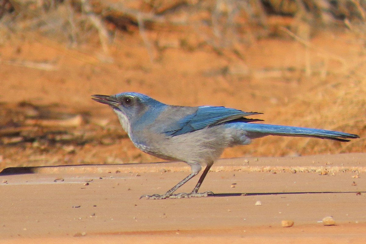 sojka vnitrozemská - ML644759374