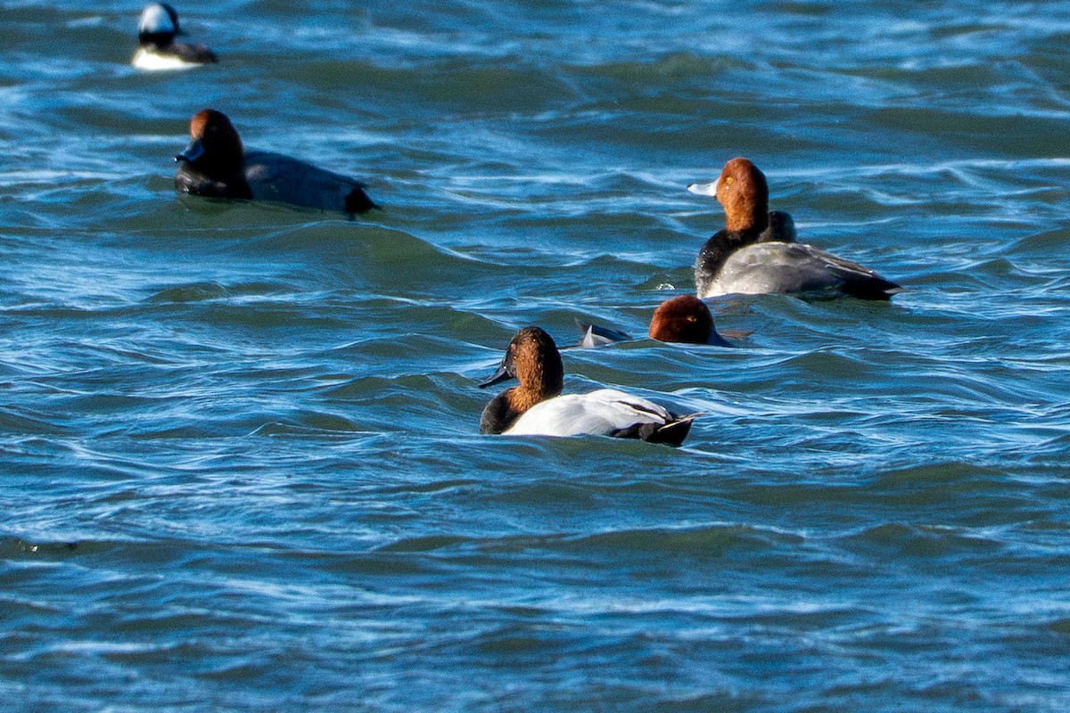 polák dlouhozobý - ML644759375