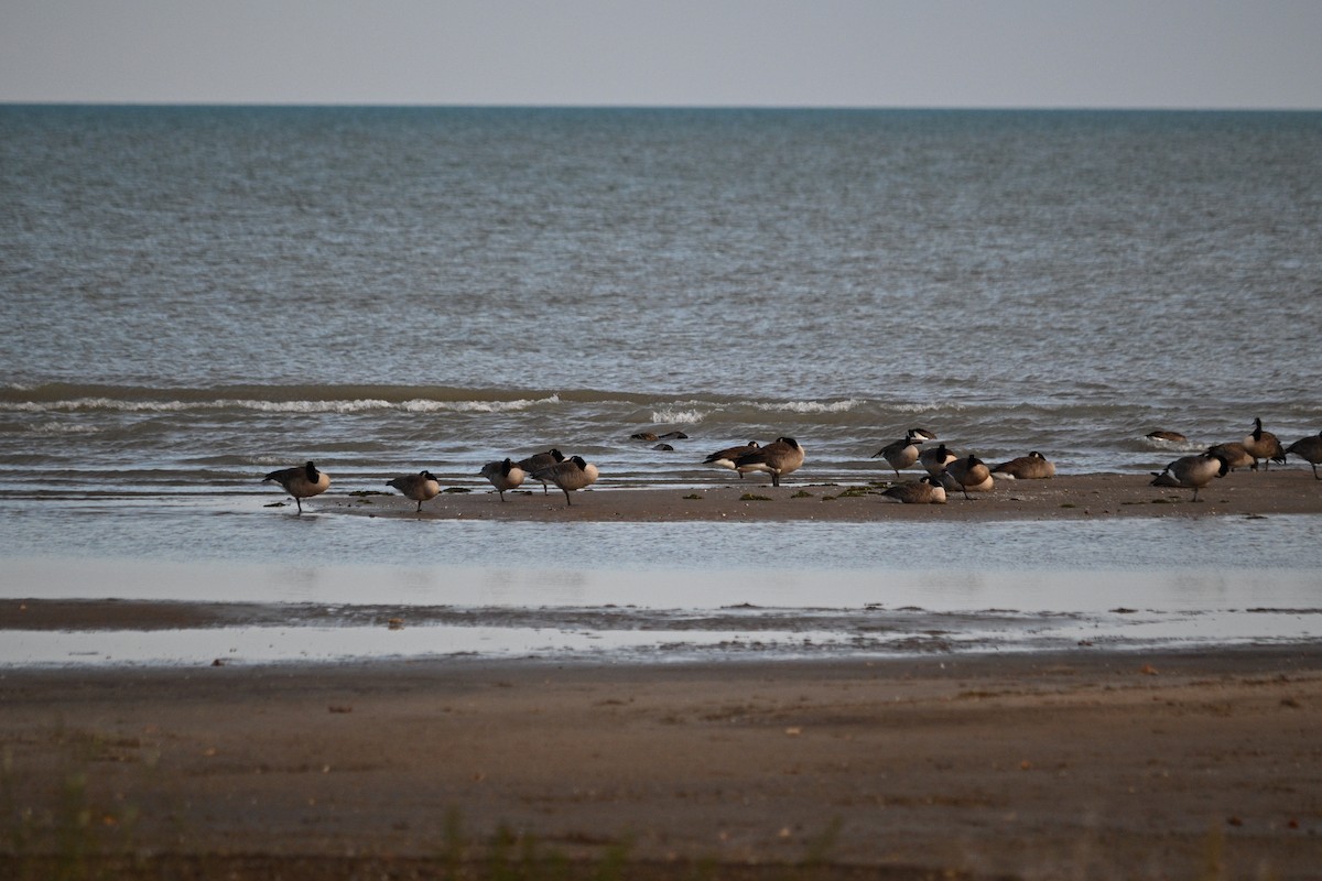 berneška velká - ML644759377