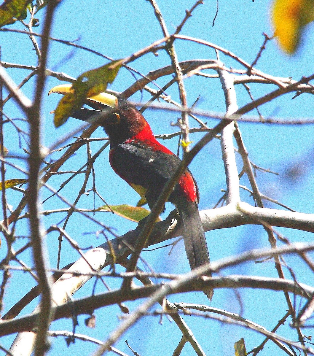 arassari červenokrký - ML644759378