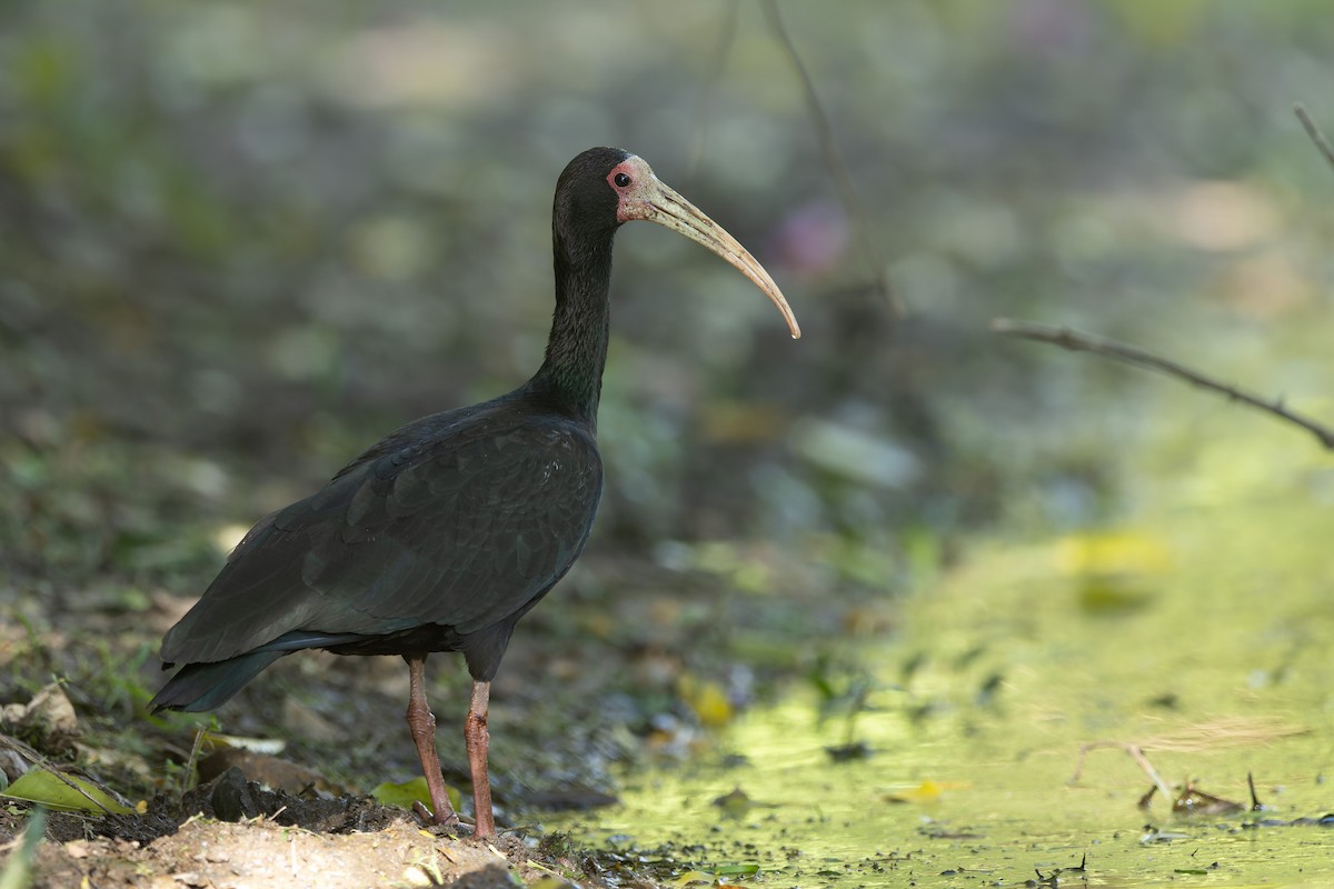 Bare-faced Ibis - ML644759379