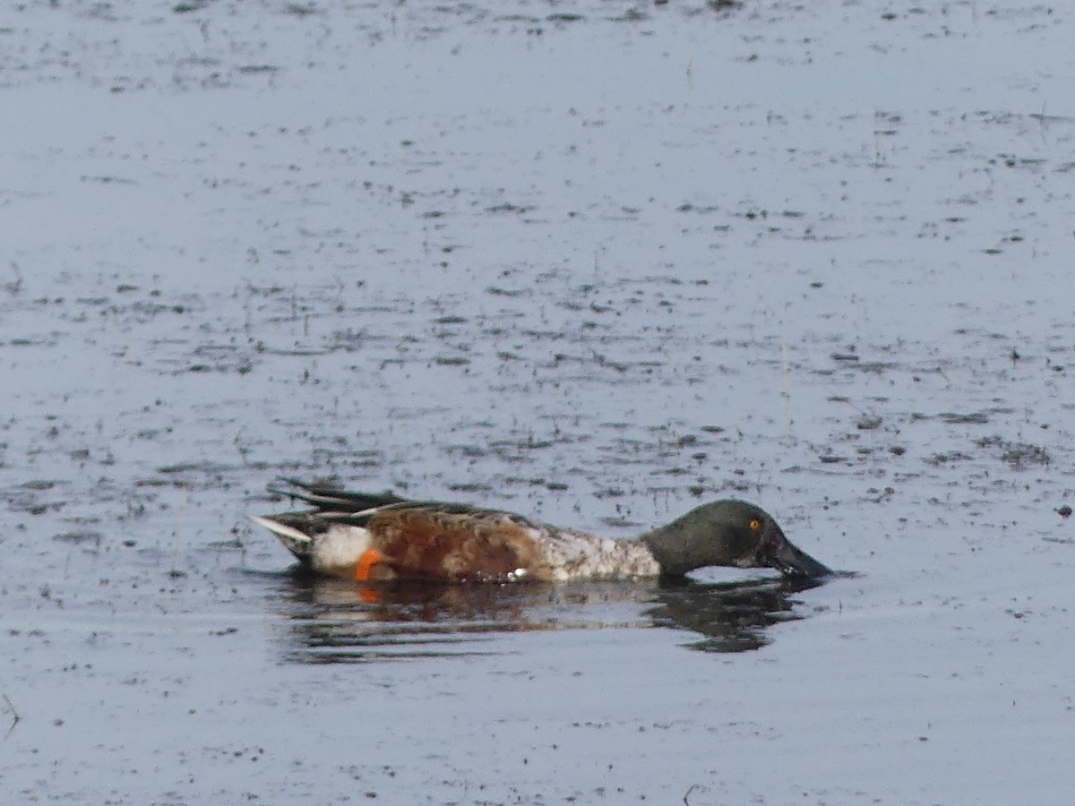 lžičák pestrý - ML644759380