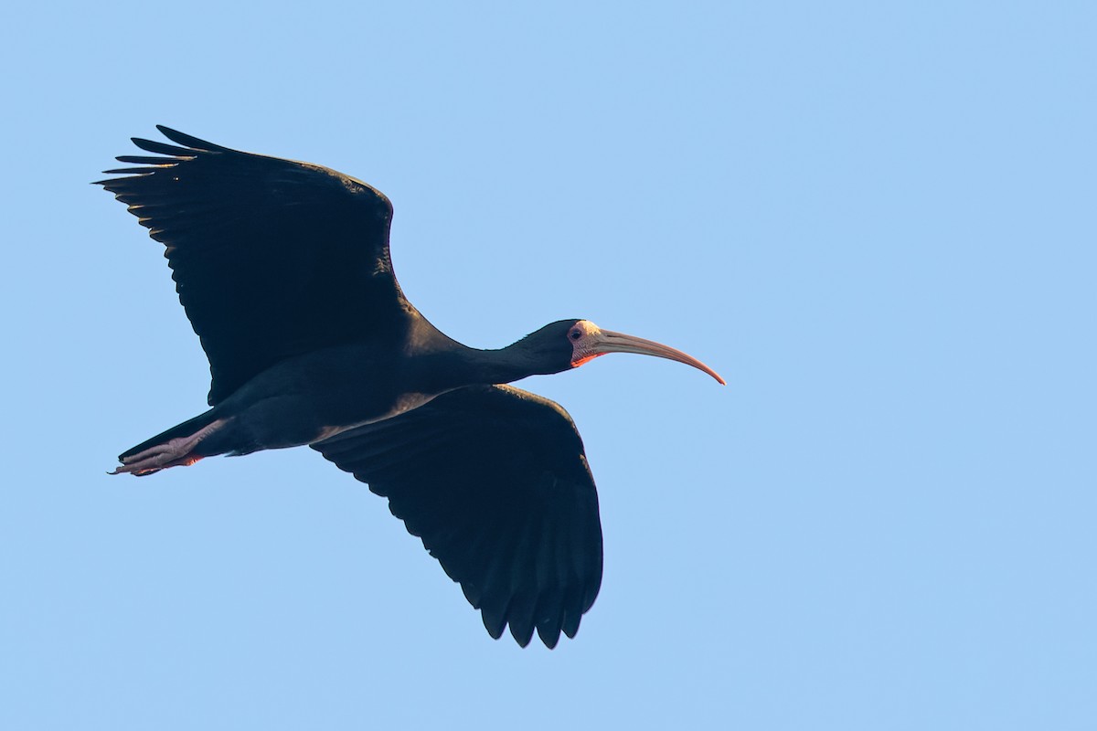 Bare-faced Ibis - ML644759382