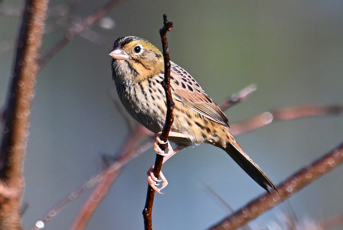 Henslow's Sparrow - ML644759385