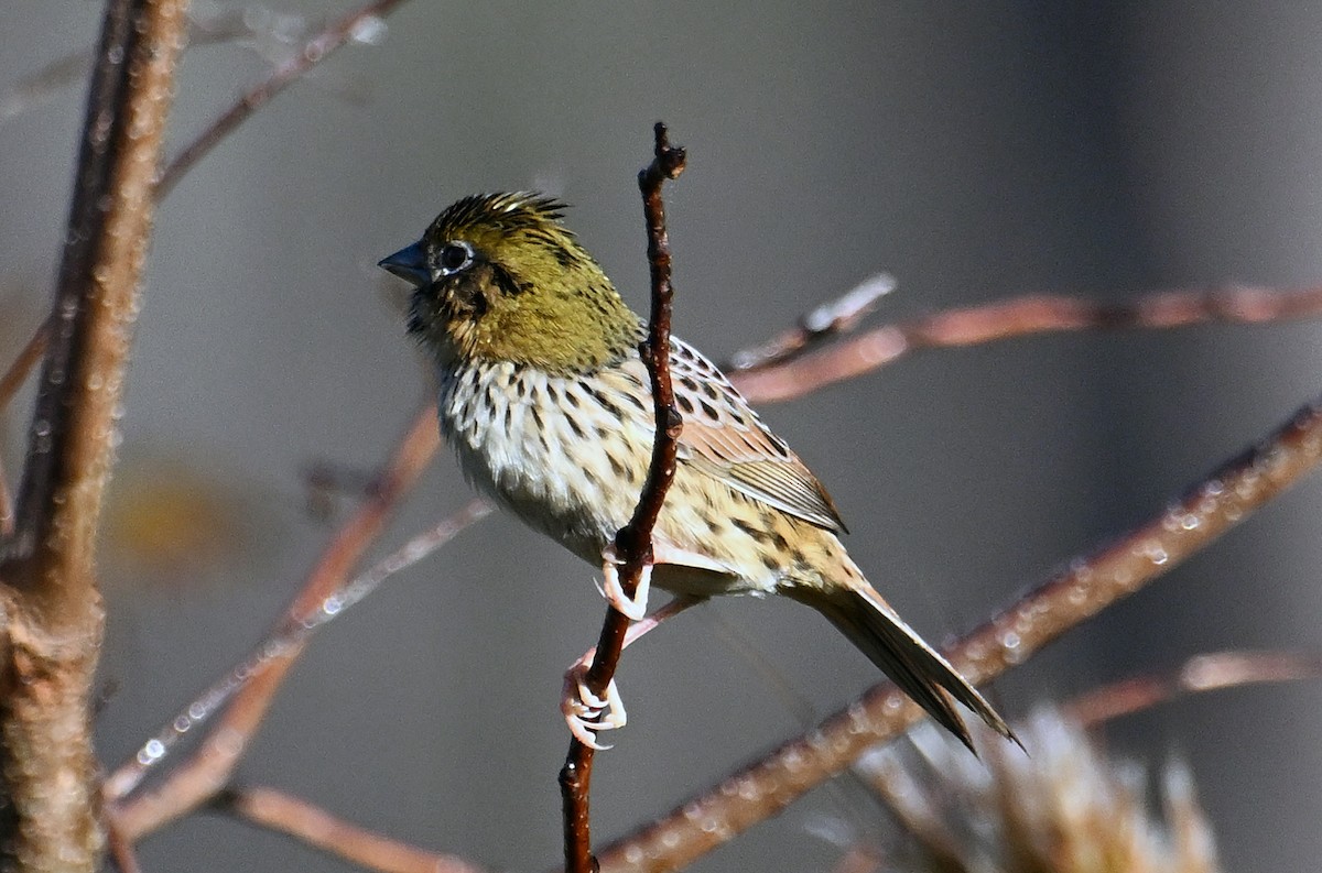 Henslow's Sparrow - ML644759387