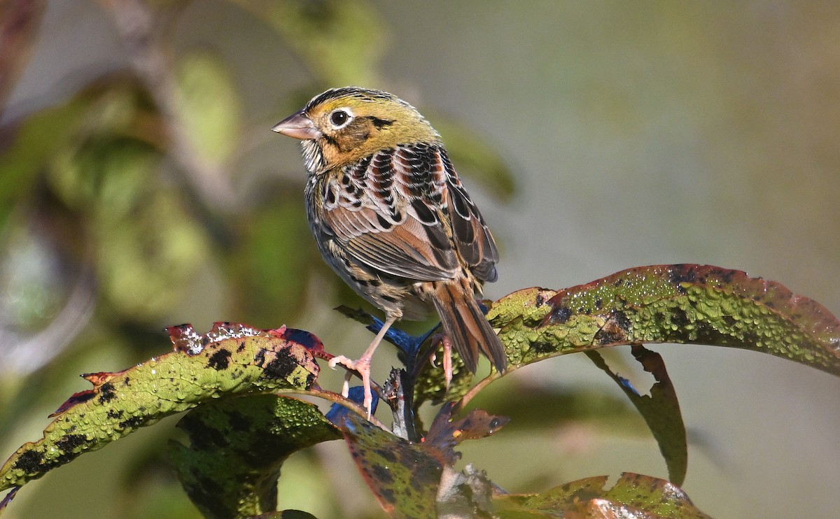 Henslow's Sparrow - ML644759390