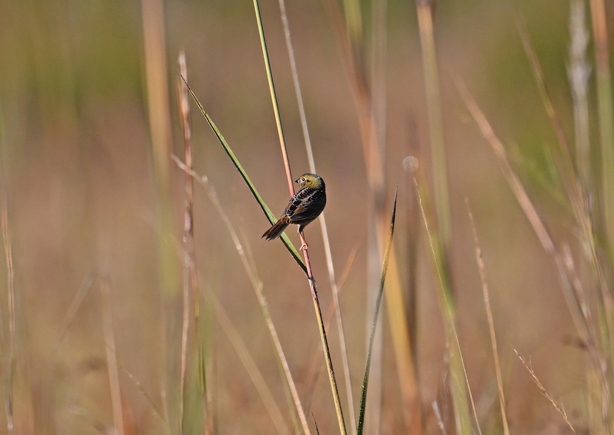 Henslow's Sparrow - ML644759391