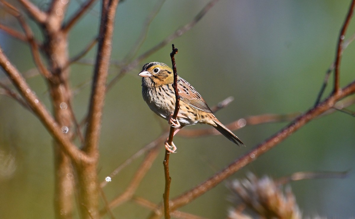 Henslow's Sparrow - ML644759393