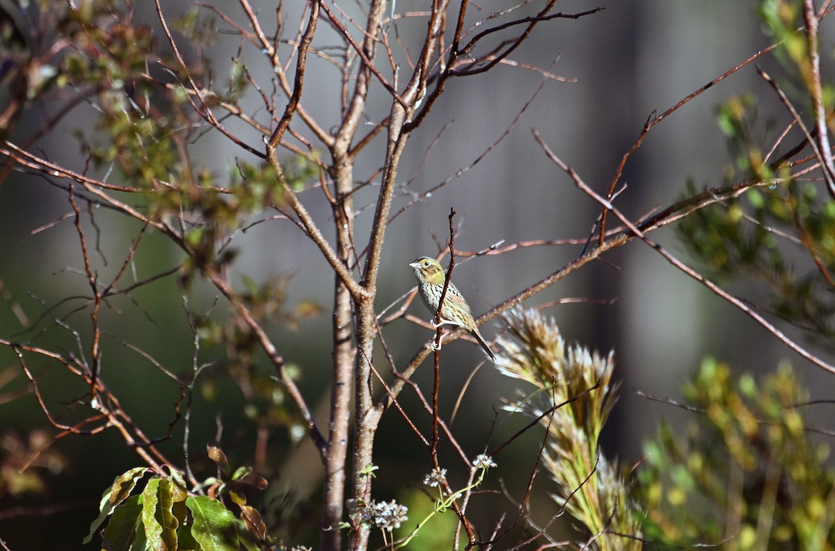 Henslow's Sparrow - ML644759394