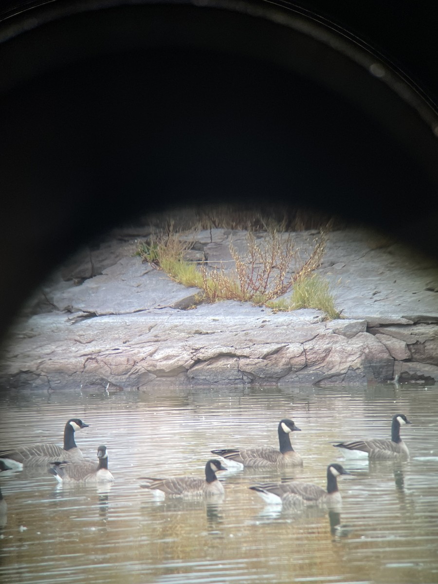 Cackling Goose - ML644759403