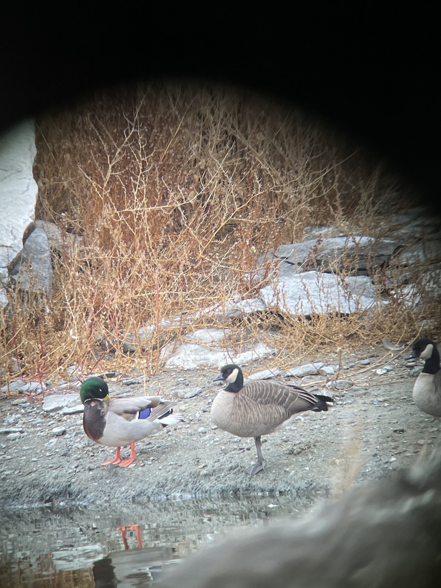 Cackling Goose - ML644759404