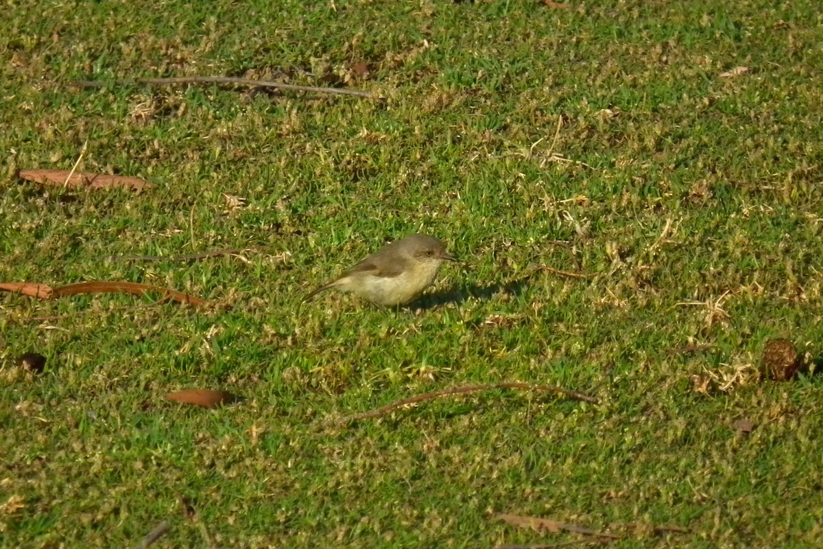 Acanthize à croupion beige - ML644759415