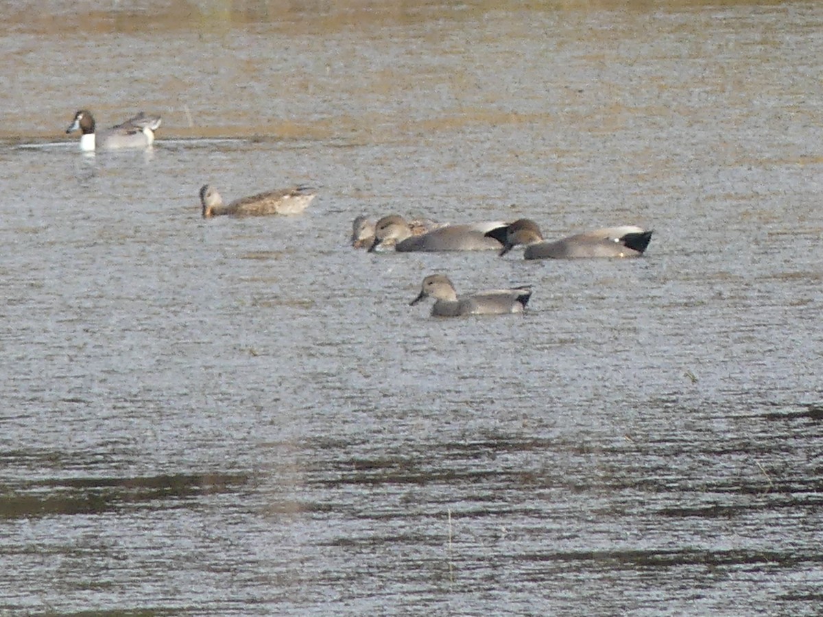 Gadwall - ML644759416