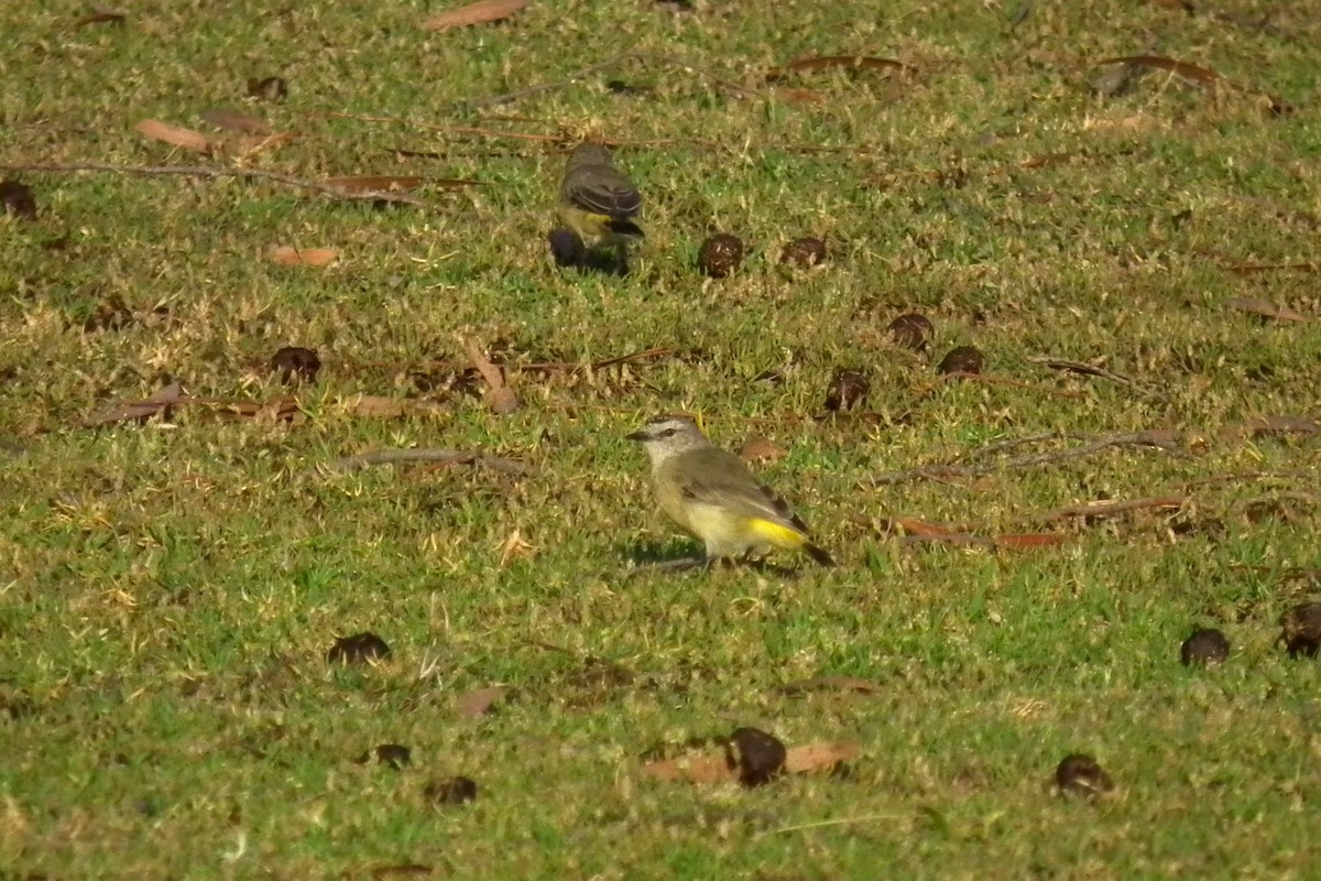 Acanthize à croupion jaune - ML644759420