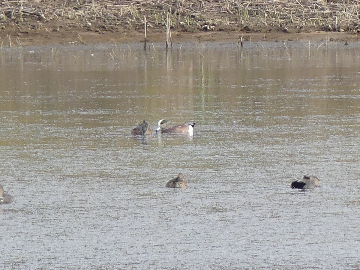 アメリカヒドリ - ML644759432