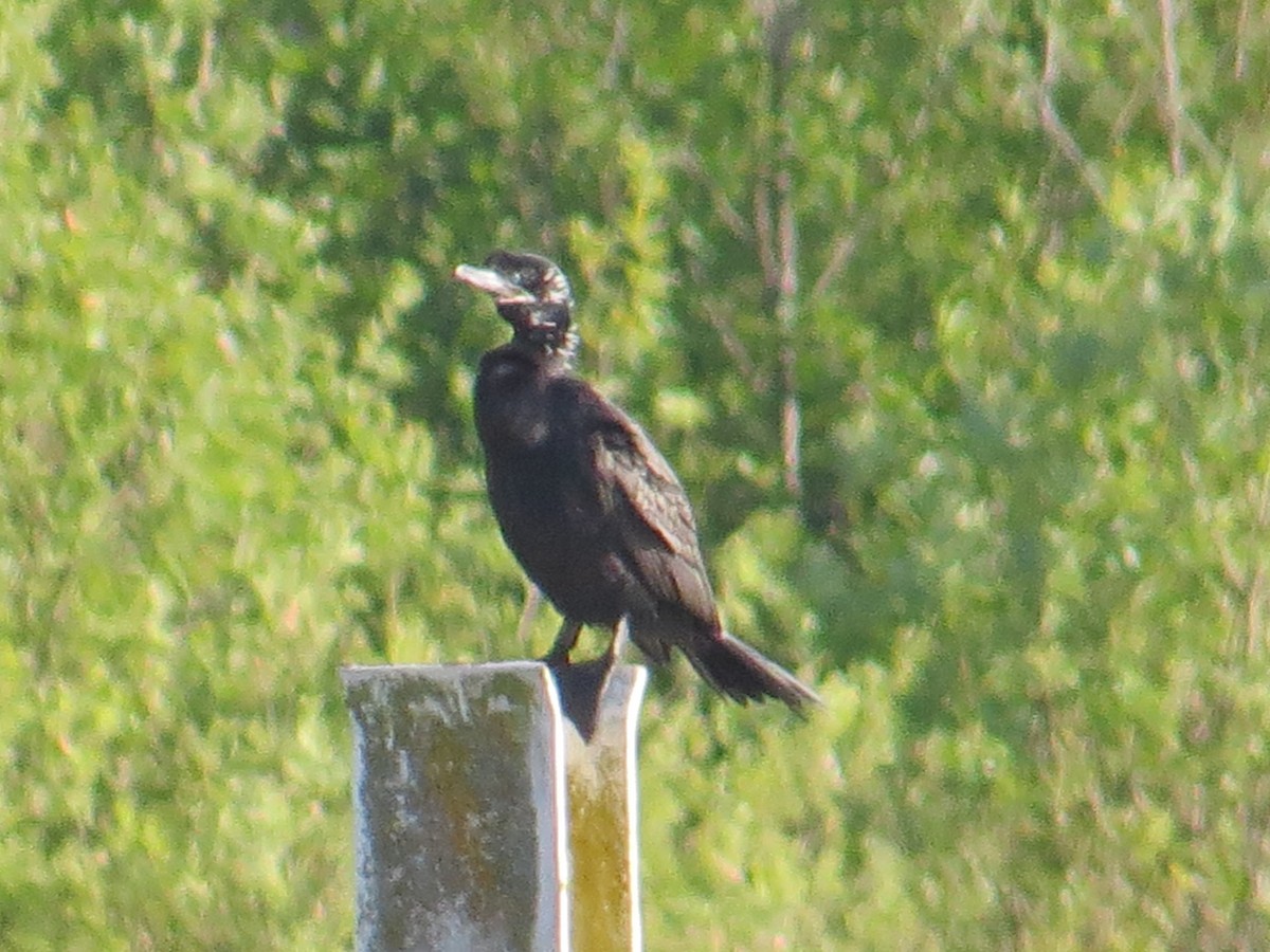 Neotropic Cormorant - ML644759440