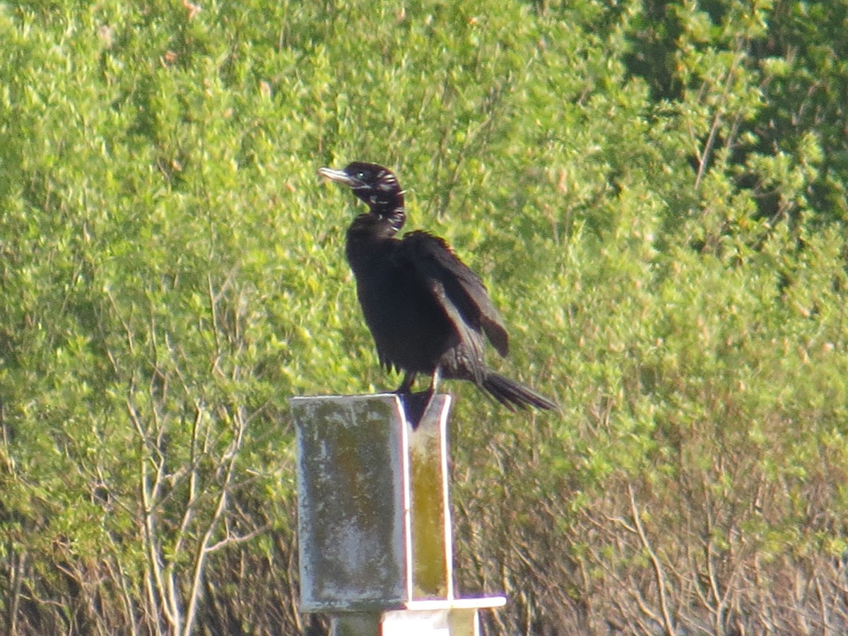 Neotropic Cormorant - ML644759441