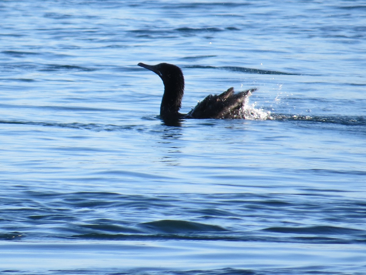 Neotropic Cormorant - ML644759442