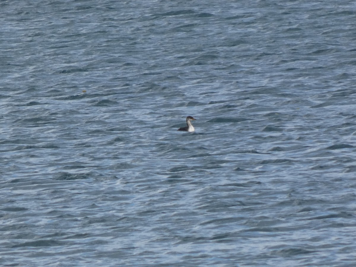 Пірникоза сірощока - ML644759443