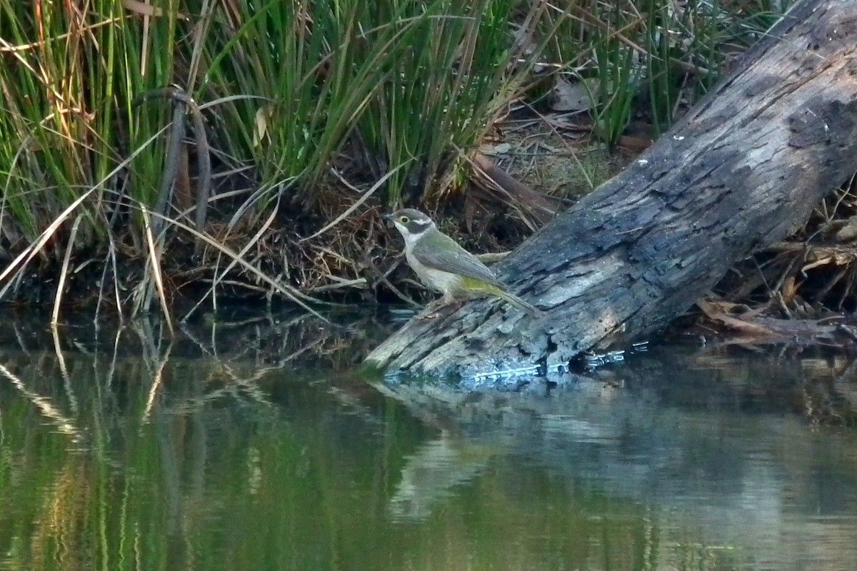 Méliphage à tête brune - ML644759449