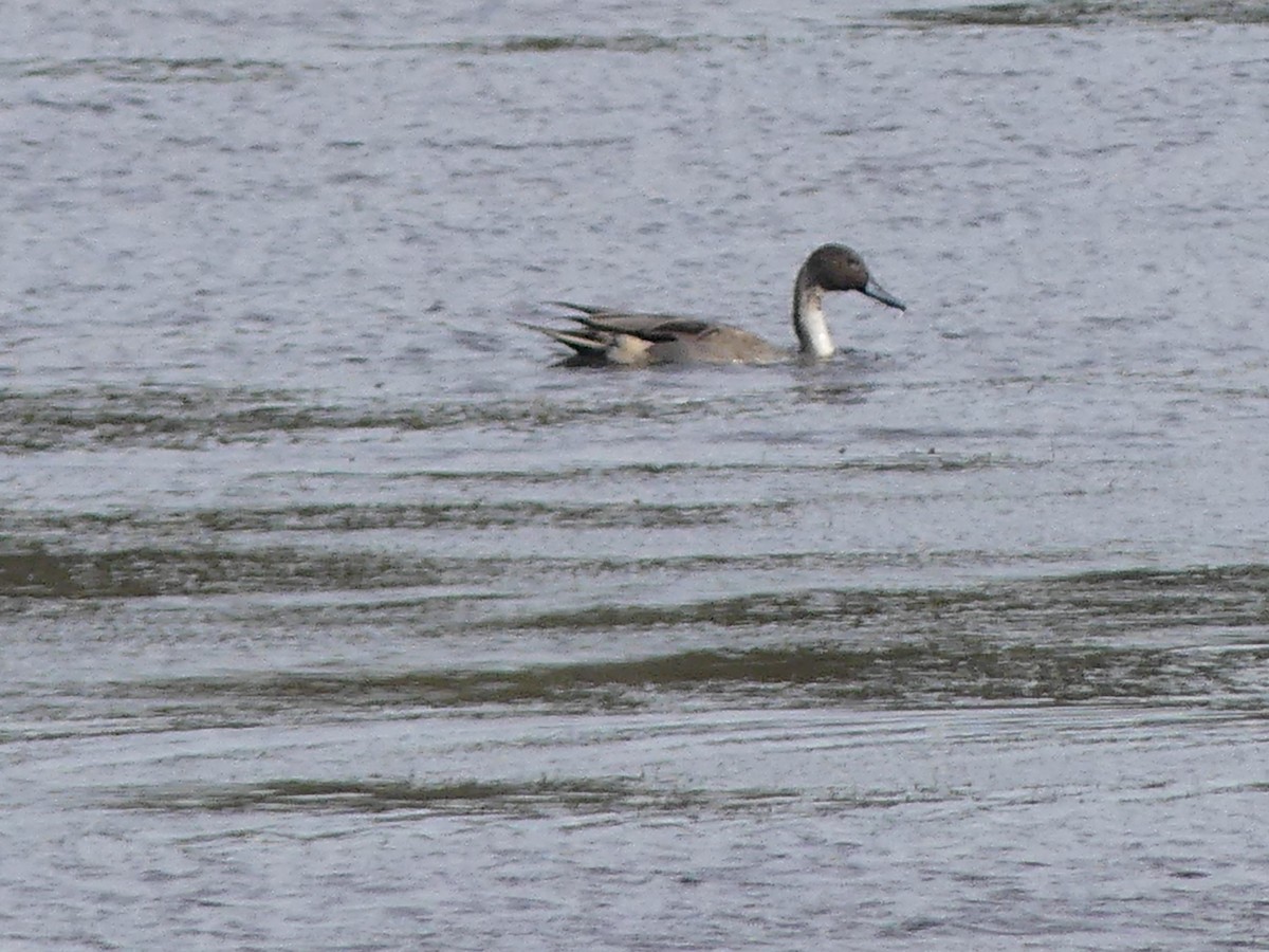 Codone - ML644759454