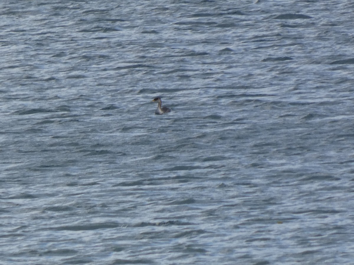 Svasso collorosso - ML644759456