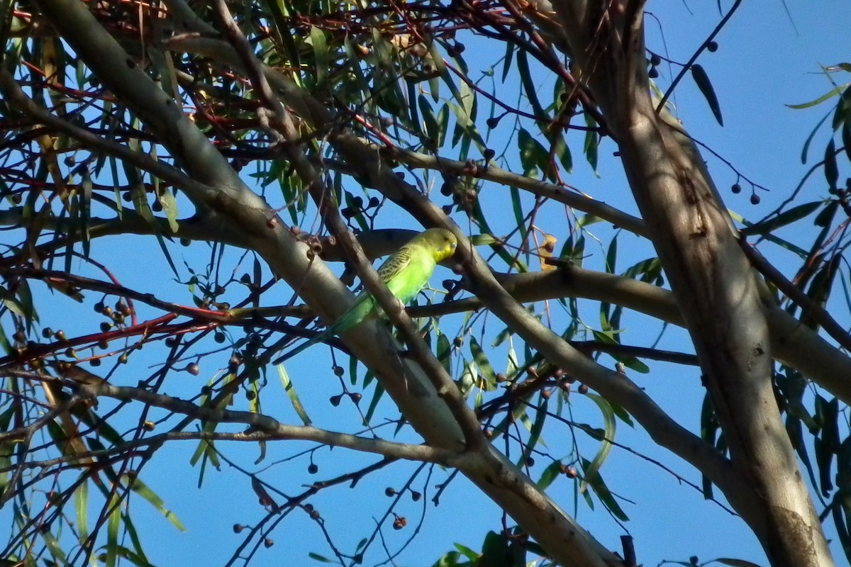 Budgerigar - ML644759457