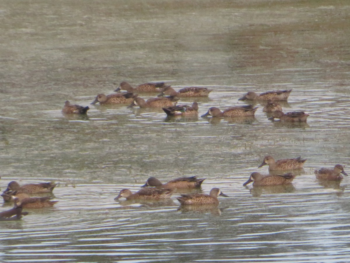 Marzaiola americana - ML644759458