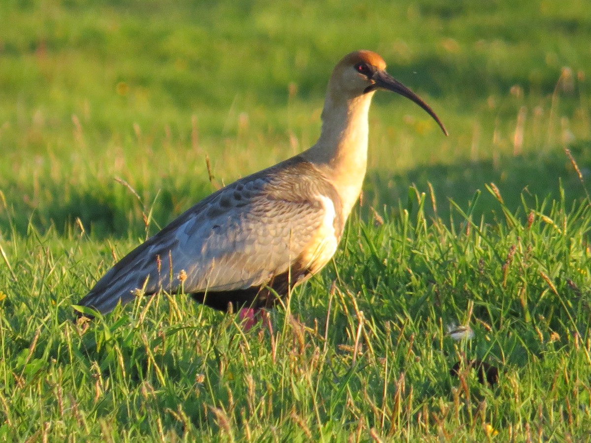 Black-faced Ibis - ML644759459