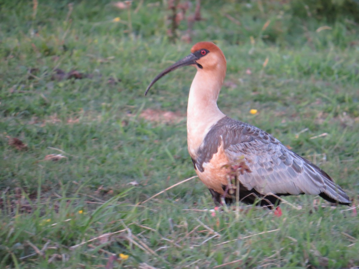 Black-faced Ibis - ML644759460