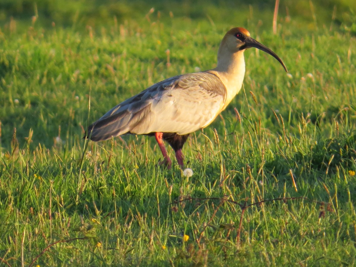 Black-faced Ibis - ML644759461