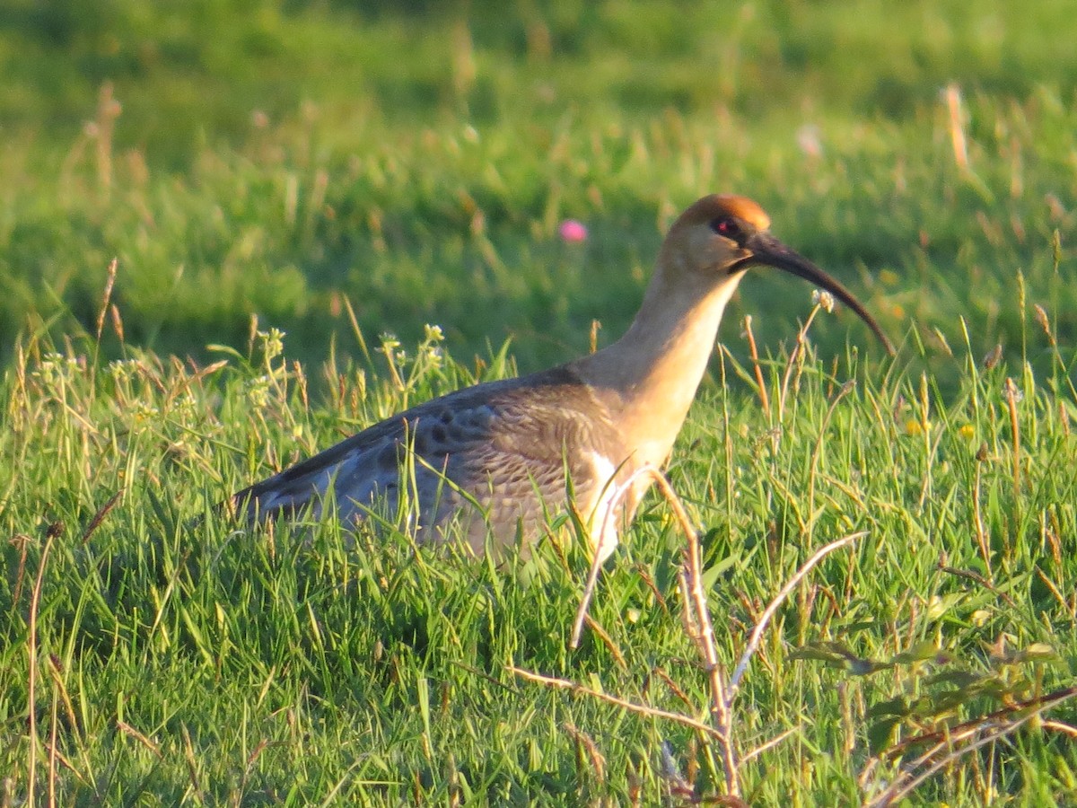 Black-faced Ibis - ML644759462
