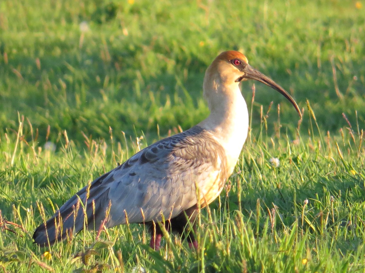 Black-faced Ibis - ML644759463