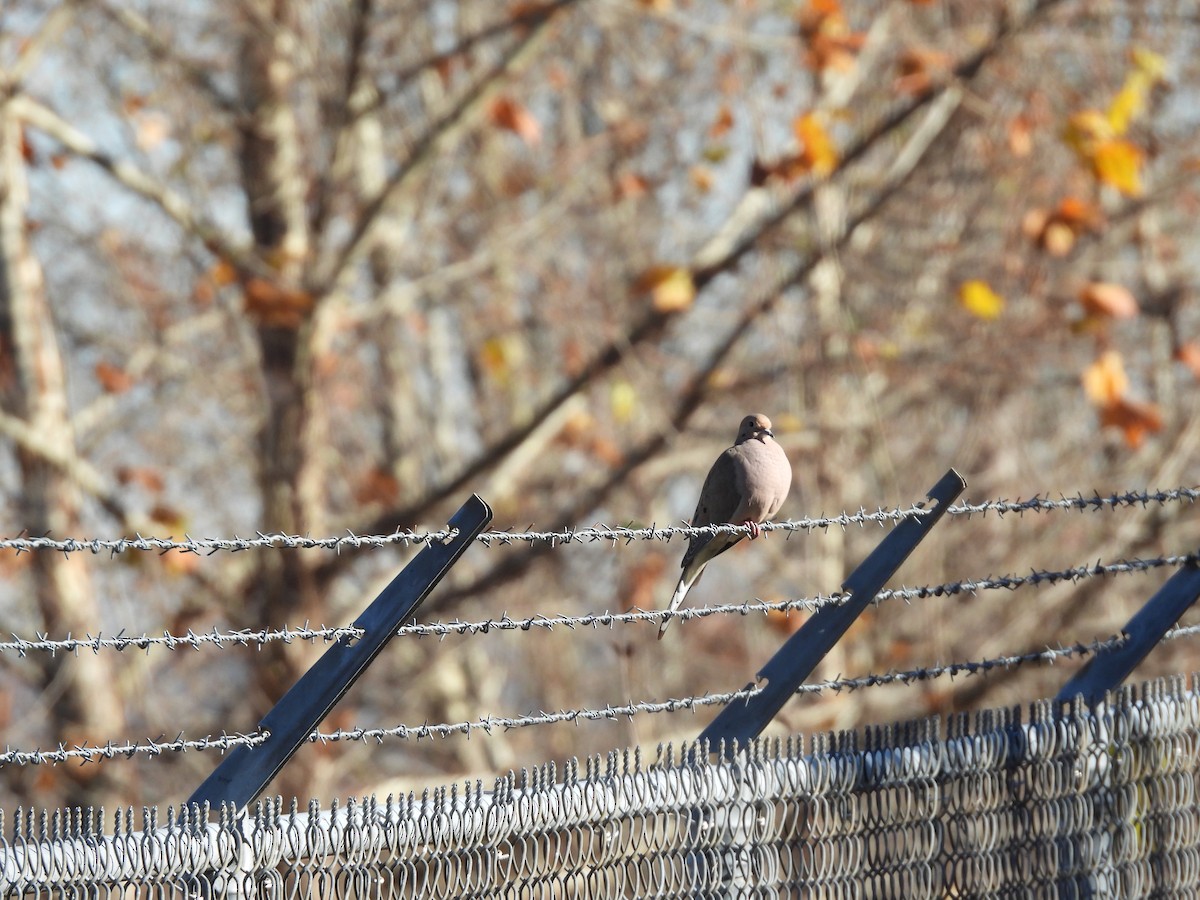 Mourning Dove - ML644759468