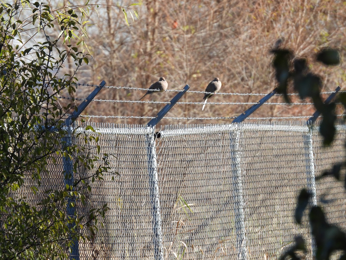 Mourning Dove - ML644759469