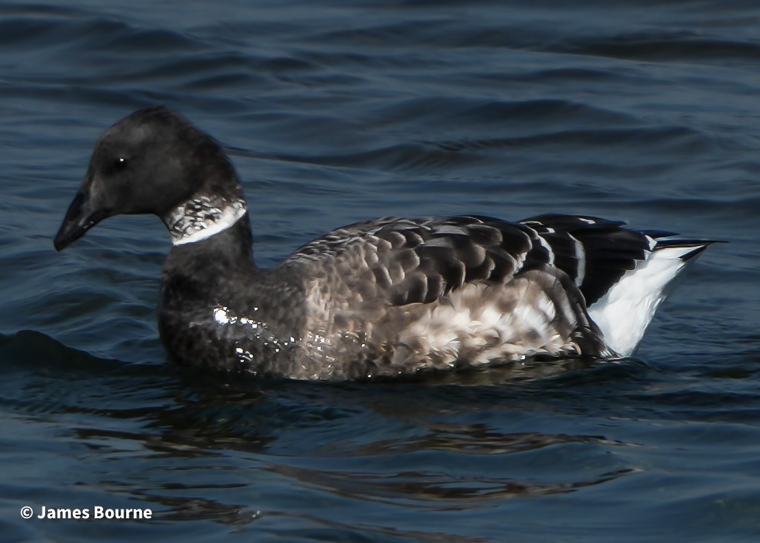 Oca colombaccio - ML644759470