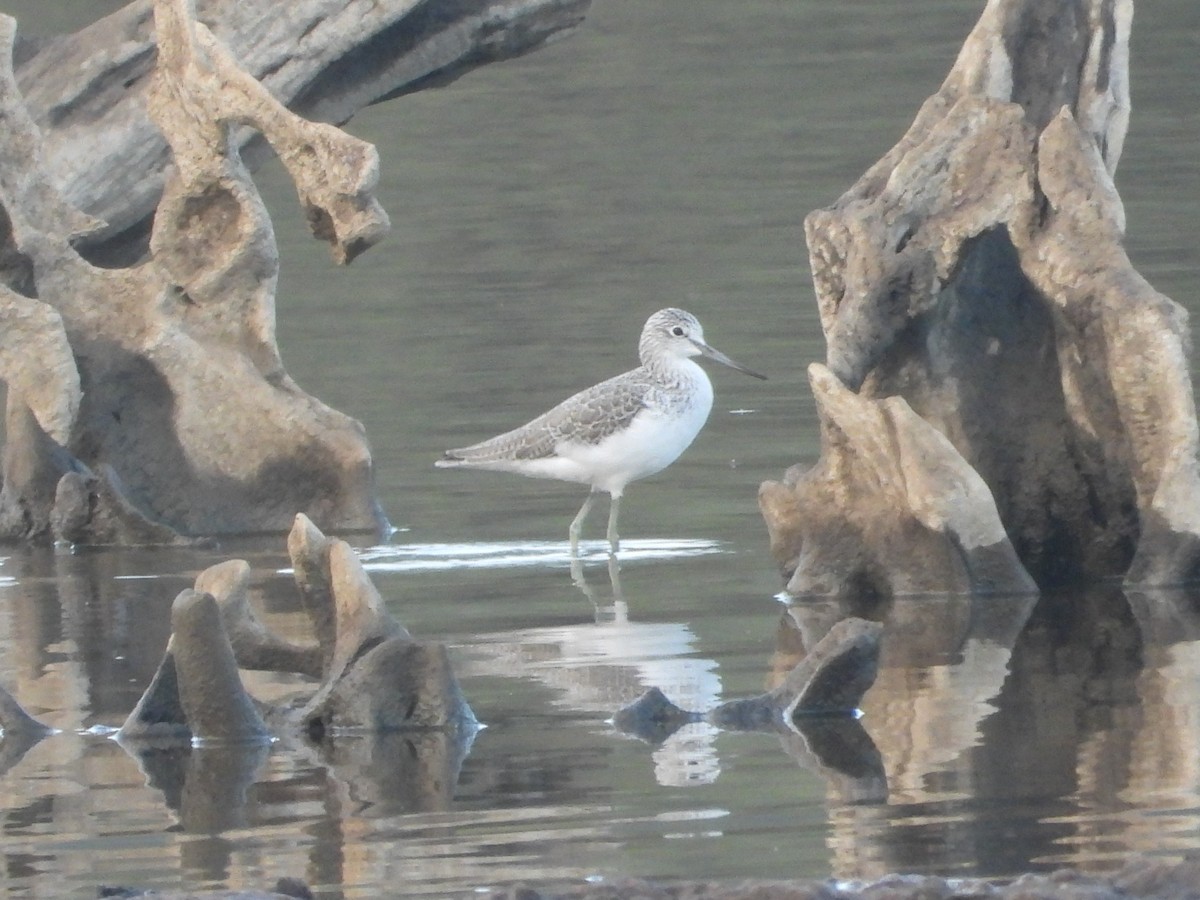 Pantana - ML644759471