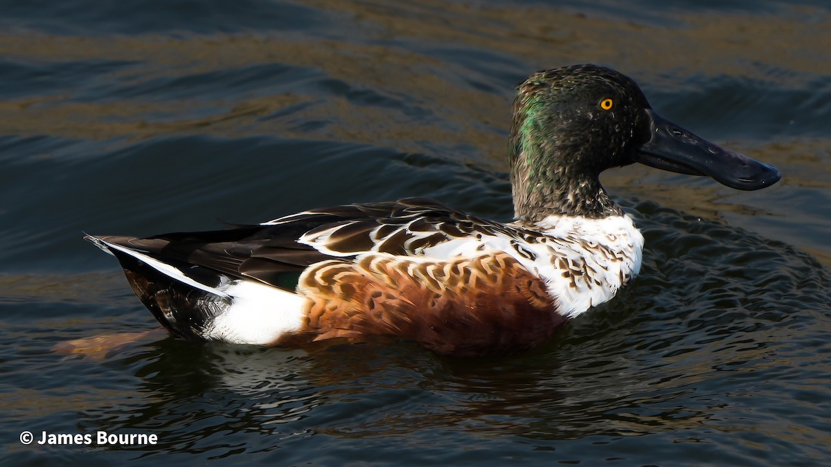 Mestolone - ML644759472