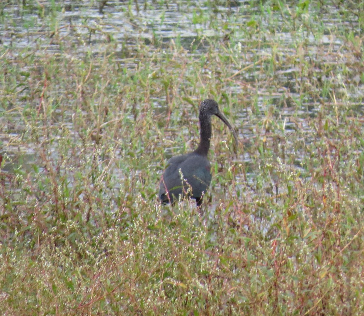 Mignattaio - ML644759473