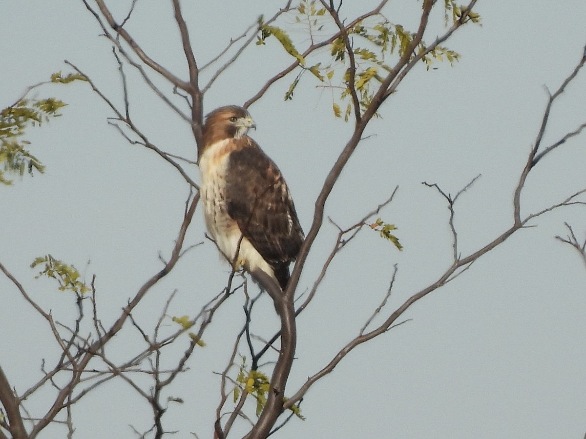 Poiana codarossa - ML644759474