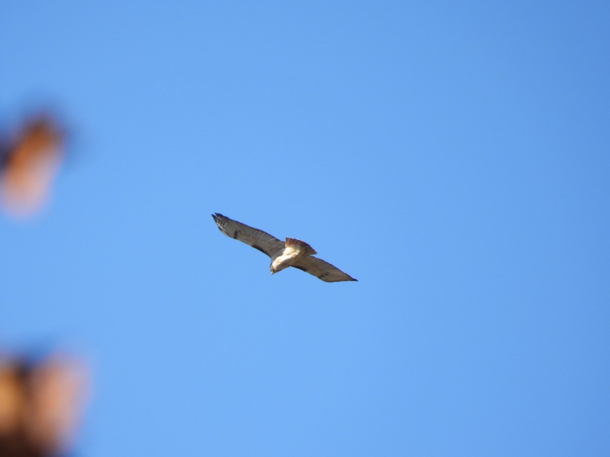 Poiana codarossa - ML644759476