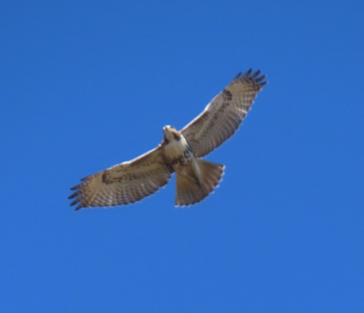 Poiana codarossa - ML644759477